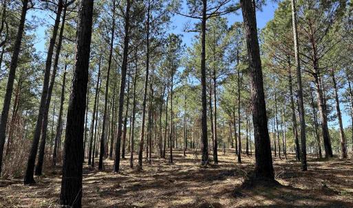 Photo #3 of Lot 6 - TBD Old Camp Ln., Salters, SC 1.2 acres
