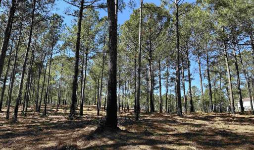 Photo #2 of Lot 6 - TBD Old Camp Ln., Salters, SC 1.2 acres