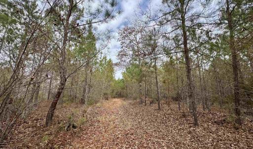 Photo #19 of 106.6 Acres-TBD Highway 52, Salters, SC 106.6 acres