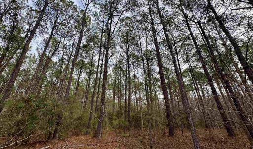 Photo #35 of 106.6 Acres-TBD Highway 52, Salters, SC 106.6 acres