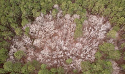 Photo #42 of 106.6 Acres-TBD Highway 52, Salters, SC 106.6 acres