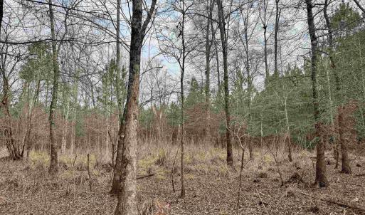 Photo #26 of 106.6 Acres-TBD Highway 52, Salters, SC 106.6 acres