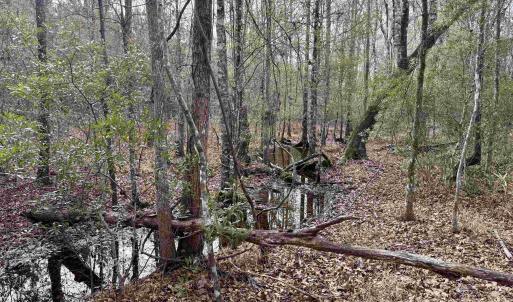 Photo #15 of 106.6 Acres-TBD Highway 52, Salters, SC 106.6 acres