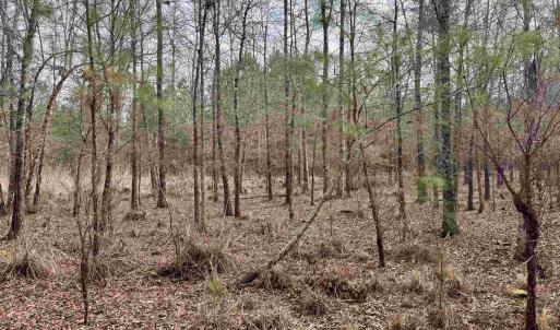Photo #20 of 106.6 Acres-TBD Highway 52, Salters, SC 106.6 acres