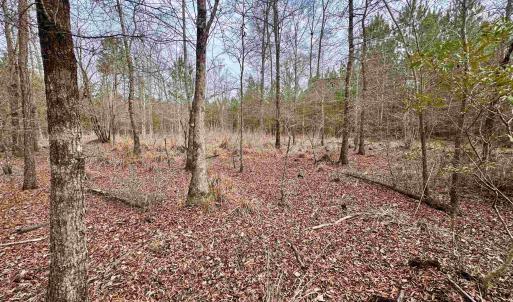 Photo #24 of 106.6 Acres-TBD Highway 52, Salters, SC 106.6 acres