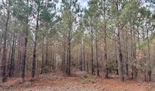 Photo #6 of 106.6 Acres-TBD Highway 52, Salters, SC 106.6 acres