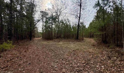 Photo #9 of 106.6 Acres-TBD Highway 52, Salters, SC 106.6 acres