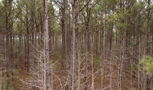 Photo #46 of 106.6 Acres-TBD Highway 52, Salters, SC 106.6 acres