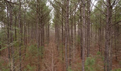 Photo #53 of 106.6 Acres-TBD Highway 52, Salters, SC 106.6 acres