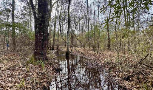 Photo #14 of 106.6 Acres-TBD Highway 52, Salters, SC 106.6 acres