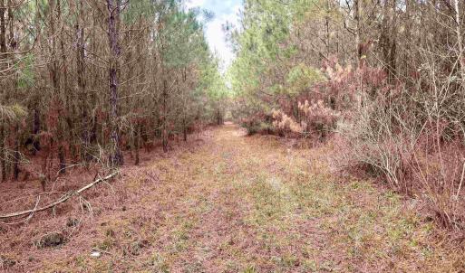 Photo #3 of 106.6 Acres-TBD Highway 52, Salters, SC 106.6 acres