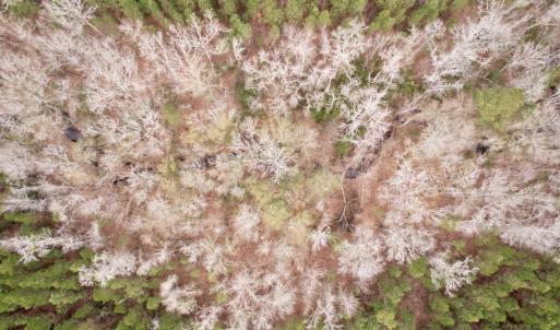 Photo #51 of 106.6 Acres-TBD Highway 52, Salters, SC 106.6 acres