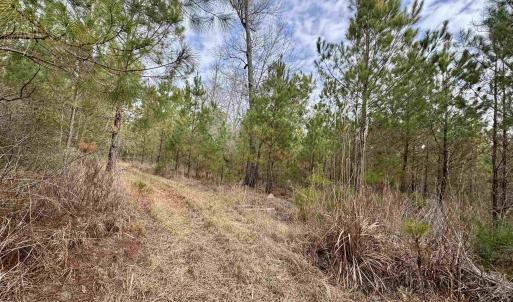 Photo #8 of 106.6 Acres-TBD Highway 52, Salters, SC 106.6 acres