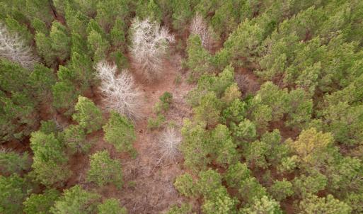Photo #49 of 106.6 Acres-TBD Highway 52, Salters, SC 106.6 acres