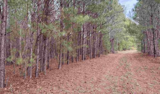 Photo #38 of 106.6 Acres-TBD Highway 52, Salters, SC 106.6 acres