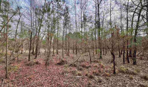 Photo #21 of 106.6 Acres-TBD Highway 52, Salters, SC 106.6 acres