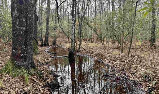 Photo #13 of 106.6 Acres-TBD Highway 52, Salters, SC 106.6 acres
