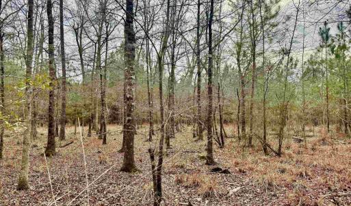 Photo #27 of 106.6 Acres-TBD Highway 52, Salters, SC 106.6 acres