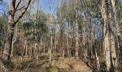 Photo #2 of 23.30 Acres-TBD Dainty Ave, Kingstree, SC 23.3 acres