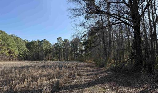 Photo #6 of 23.30 Acres-TBD Dainty Ave, Kingstree, SC 23.3 acres