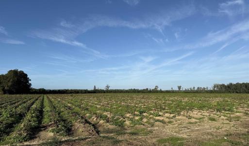 Photo #19 of 22 Acres-TBD Baxley Rd., Hemingway, SC 22.1 acres