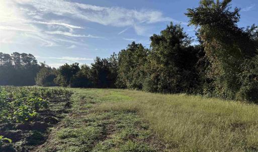 Photo #15 of 22 Acres-TBD Baxley Rd., Hemingway, SC 22.1 acres