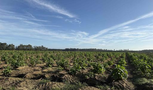 Photo #16 of 22 Acres-TBD Baxley Rd., Hemingway, SC 22.1 acres