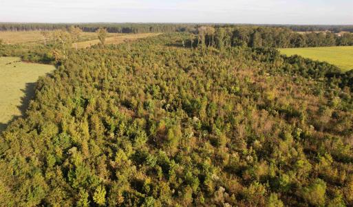 Photo #13 of 22 Acres-TBD Baxley Rd., Hemingway, SC 22.1 acres