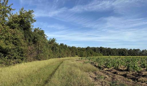Photo #17 of 22 Acres-TBD Baxley Rd., Hemingway, SC 22.1 acres