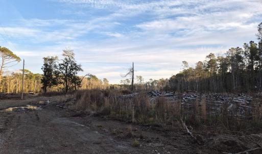 View of local wilderness