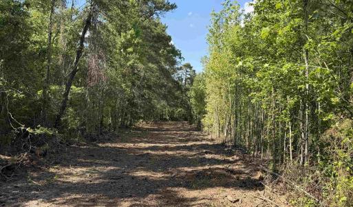 Photo #16 of 8862 Ware Dr., Nichols, SC 23.2 acres