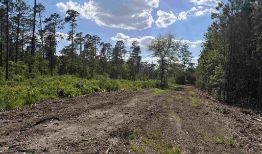 Photo #7 of 8862 Ware Dr., Nichols, SC 23.2 acres