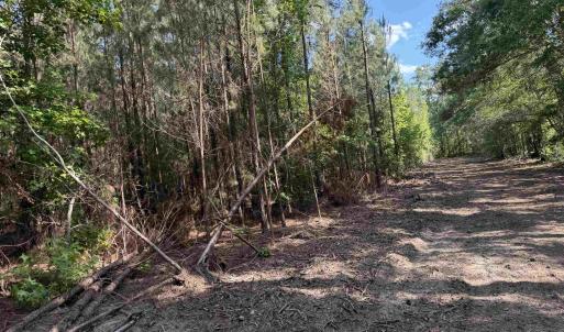 Photo #19 of 8862 Ware Dr., Nichols, SC 23.2 acres