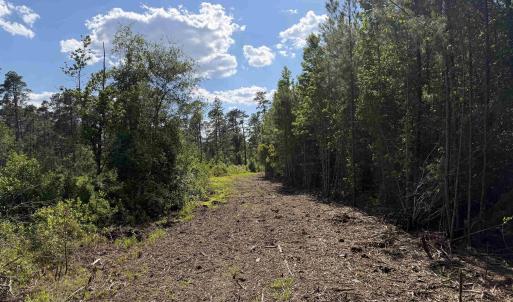 Photo #14 of 8862 Ware Dr., Nichols, SC 23.2 acres