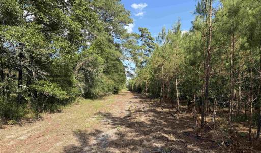 Photo #21 of 8862 Ware Dr., Nichols, SC 23.2 acres