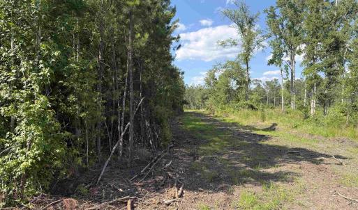 Photo #9 of 8862 Ware Dr., Nichols, SC 23.2 acres