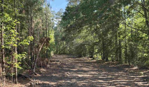Photo #20 of 8862 Ware Dr., Nichols, SC 23.2 acres