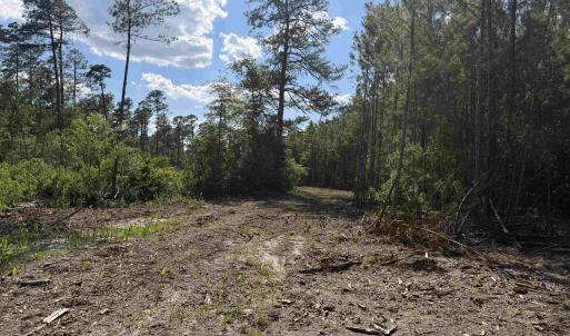 Photo #11 of 8862 Ware Dr., Nichols, SC 23.2 acres