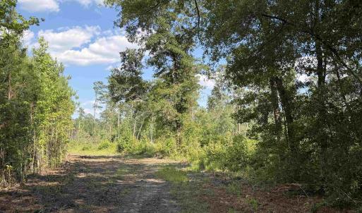 Photo #18 of 8862 Ware Dr., Nichols, SC 23.2 acres