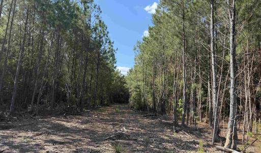 Photo #1 of 8862 Ware Dr., Nichols, SC 23.2 acres