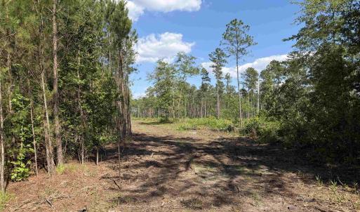 Photo #15 of 8862 Ware Dr., Nichols, SC 23.2 acres