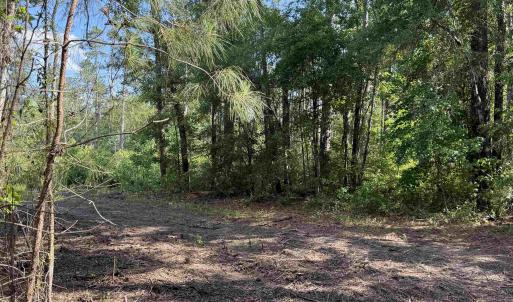 Photo #17 of 8862 Ware Dr., Nichols, SC 23.2 acres
