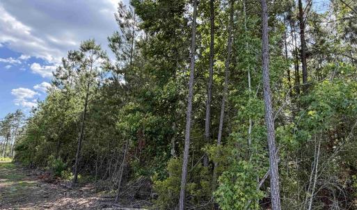 Photo #5 of 8862 Ware Dr., Nichols, SC 23.2 acres