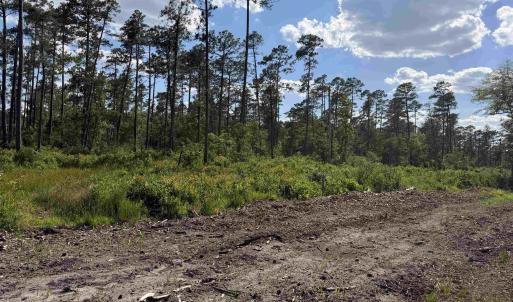 Photo #8 of 8862 Ware Dr., Nichols, SC 23.2 acres