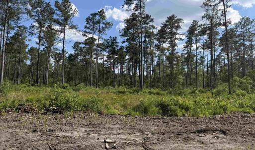 Photo #10 of 8862 Ware Dr., Nichols, SC 23.2 acres