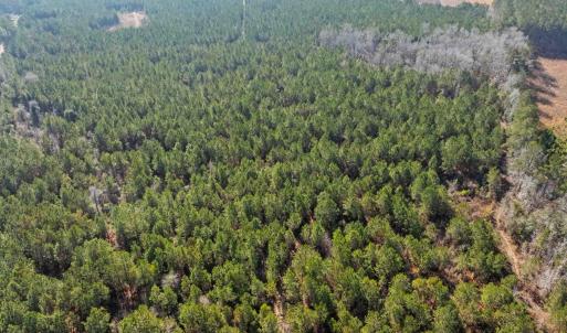 Photo #38 of TBD 183 Acres Blakely Rd., Salters, SC 183.0 acres