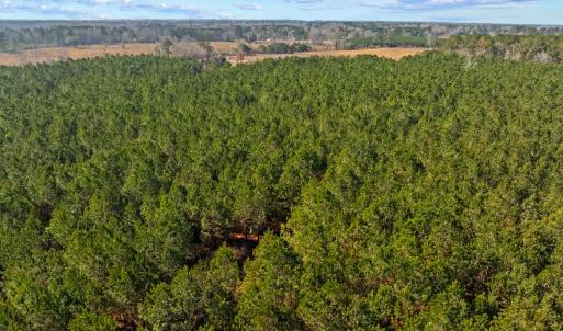 Photo #35 of TBD 183 Acres Blakely Rd., Salters, SC 183.0 acres