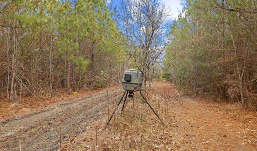 Photo #3 of TBD 183 Acres Blakely Rd., Salters, SC 183.0 acres