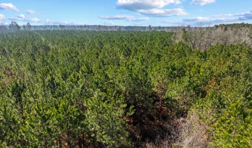 Photo #36 of TBD 183 Acres Blakely Rd., Salters, SC 183.0 acres