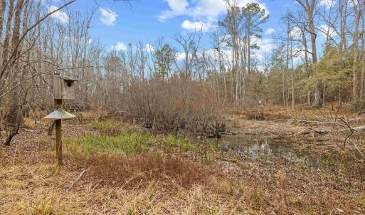 Photo #13 of TBD 183 Acres Blakely Rd., Salters, SC 183.0 acres
